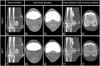 Visualization of anatomical structures in the fetlock region of the horse using cone beam computed tomography in comparison with conventional multidetector computed tomography